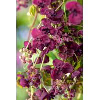 Akebia pięciolistkowa | Akebia quinata