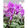 Cyklamen 'Amaze Me Pink' Cyclamen hederifolium