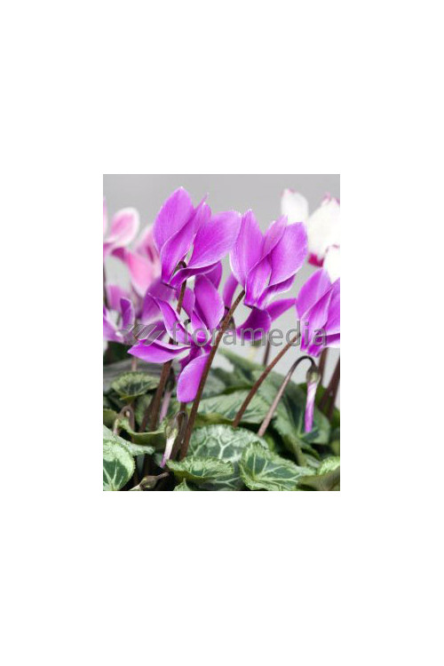 Cyklamen 'Amaze Me Pink' Cyclamen hederifolium