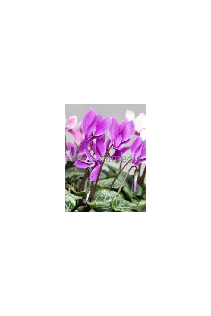 Cyklamen 'Amaze Me Pink' Cyclamen hederifolium