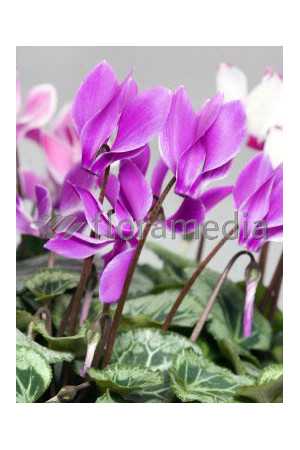 Cyklamen 'Amaze Me Pink' Cyclamen hederifolium