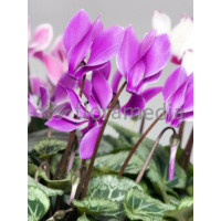 Cyklamen 'Amaze Me Pink' Cyclamen hederifolium