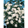 Róża 'The Fairy White' | Rosa