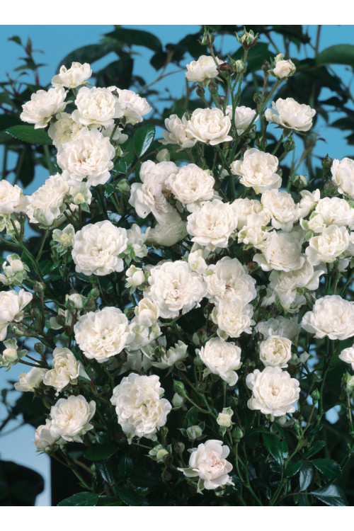 Róża 'The Fairy White' | Rosa