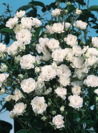 Róża 'The Fairy White' | Rosa