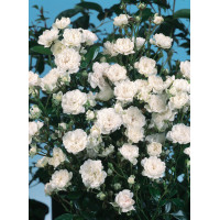 Róża 'The Fairy White' | Rosa