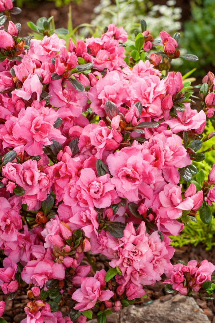 Azalia japońska 'Rokoko' | Azalea japonica
