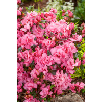 Azalia japońska 'Rokoko' | Azalea japonica