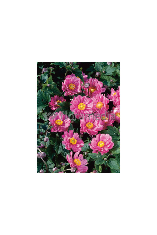 Zawilec japoński 'Margarete' | Anemone hupehensis