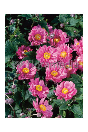 Zawilec japoński 'Margarete' | Anemone hupehensis