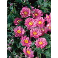 Zawilec japoński 'Margarete' | Anemone hupehensis