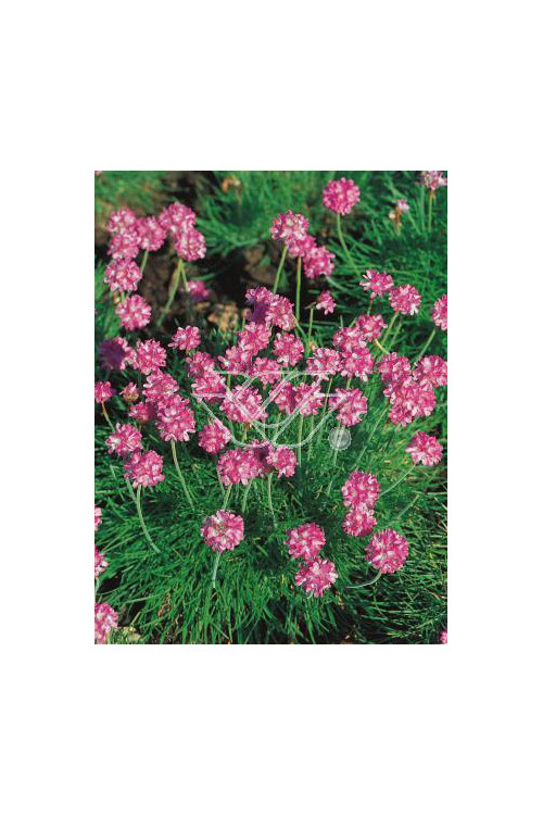 zawciąg, zawciąg Deep Rose, armeria