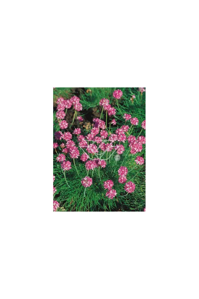 zawciąg, zawciąg Deep Rose, armeria