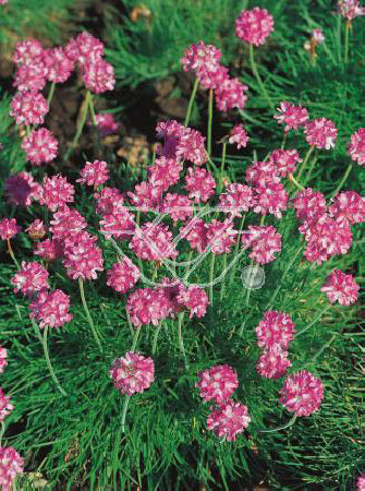 zawciąg, zawciąg Deep Rose, armeria