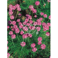 zawciąg, zawciąg Deep Rose, armeria