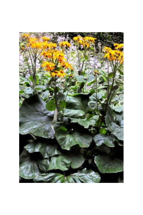 Języczka strzelista Ligularia stenocephala