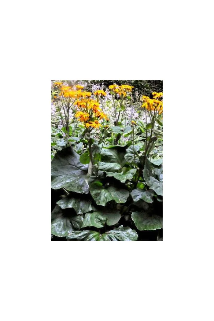 Języczka strzelista Ligularia stenocephala