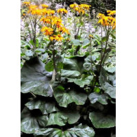 Języczka strzelista Ligularia stenocephala