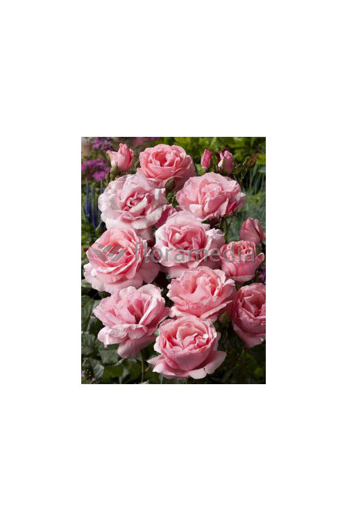 Róża wielkokwiatowa różowa | Rosa