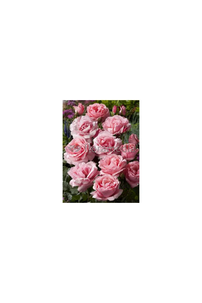 Róża wielkokwiatowa różowa | Rosa
