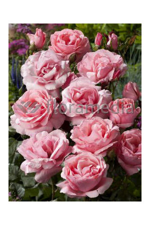 Róża wielkokwiatowa różowa | Rosa