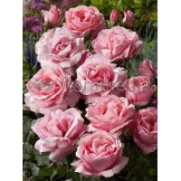 Róża wielkokwiatowa różowa | Rosa