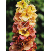 Dziewanna 'Caribbean Crush' Verbascum