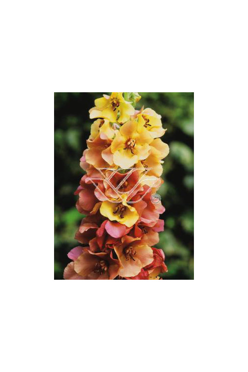 Dziewanna 'Caribbean Crush' Verbascum
