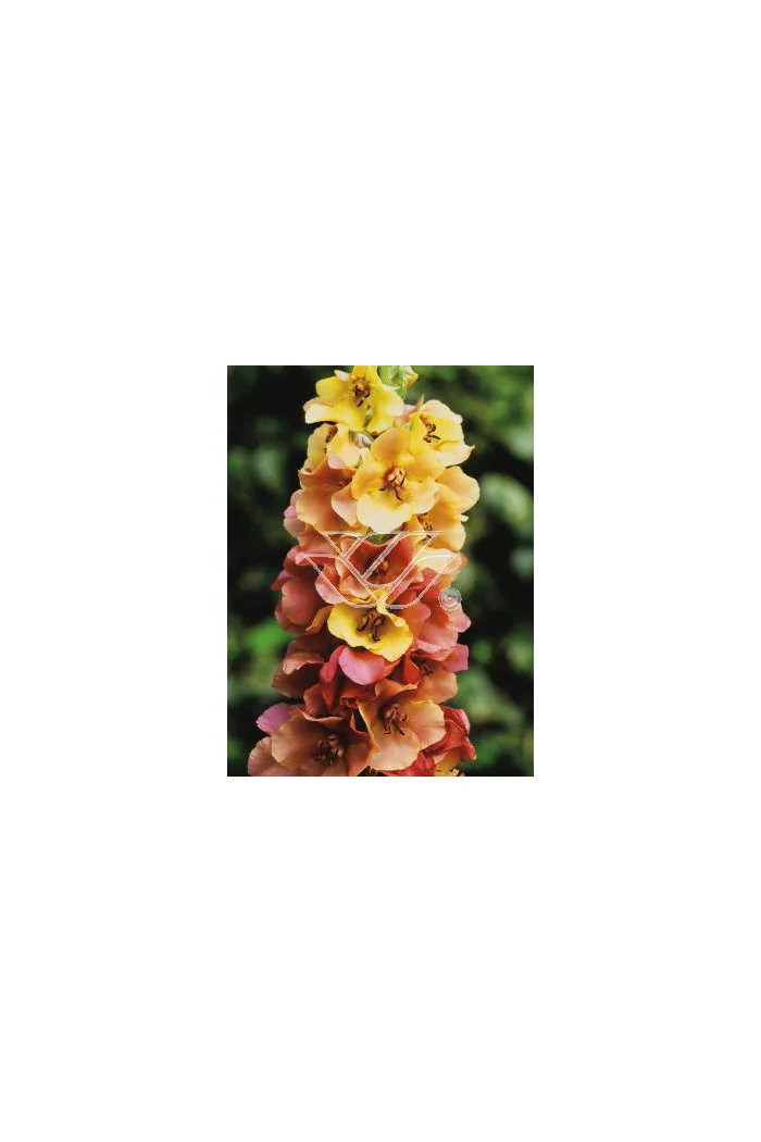 Dziewanna 'Caribbean Crush' Verbascum