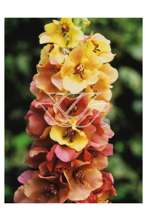Dziewanna 'Caribbean Crush' Verbascum
