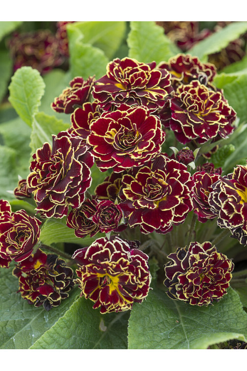 Pierwiosnek 'Belarina® Sunrise Ruby' |Primula