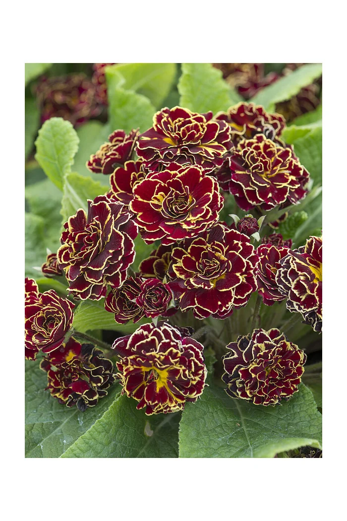 Pierwiosnek 'Belarina® Sunrise Ruby' |Primula