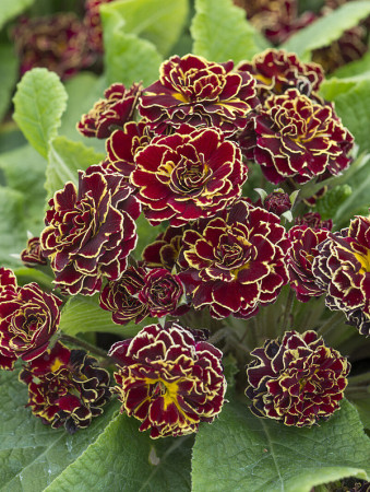 Pierwiosnek 'Belarina® Sunrise Ruby' |Primula