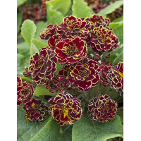 Pierwiosnek 'Belarina® Sunrise Ruby' |Primula
