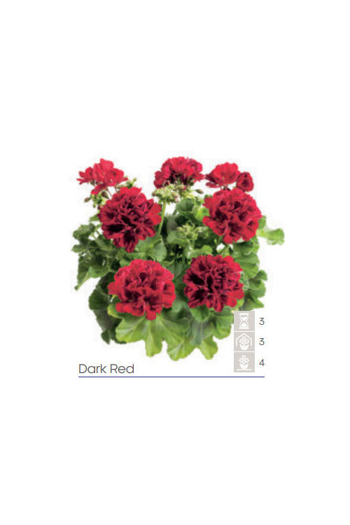 Pelargonia Calioppe 'Dark Red'