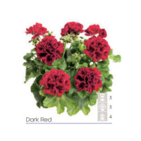 Pelargonia Calioppe 'Dark Red'