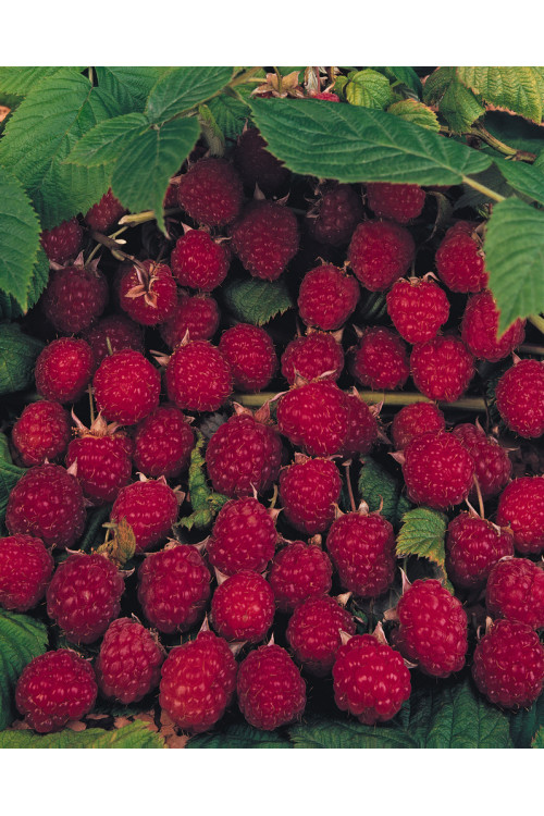 Malina 'Polesie' Rubus idaeus