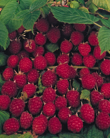 Malina 'Polesie' Rubus idaeus