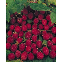 Malina 'Polesie' Rubus idaeus