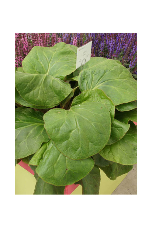 Bergenia 'Dumbo' Bergenia ciliata