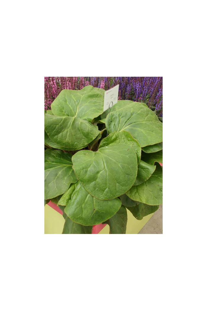 Bergenia 'Dumbo' Bergenia ciliata