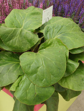Bergenia 'Dumbo' Bergenia ciliata