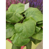 Bergenia 'Dumbo' Bergenia ciliata