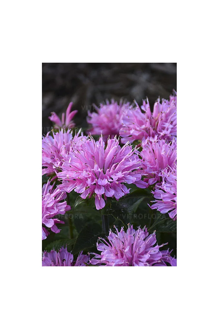 Pysznogłówka 'SUGAR BUZZ Pink Frosting' | Monarda didyma