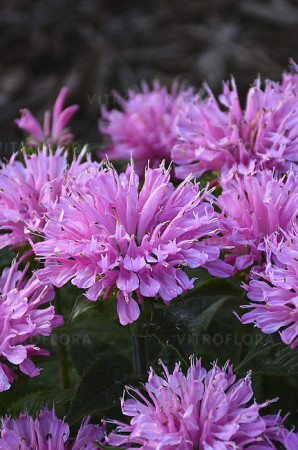 Pysznogłówka 'SUGAR BUZZ Pink Frosting' | Monarda didyma