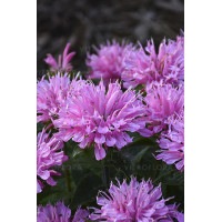 Pysznogłówka 'SUGAR BUZZ Pink Frosting' | Monarda didyma