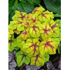 Żuraweczka (Żurawka) 'Catching Fire' | Heucherella