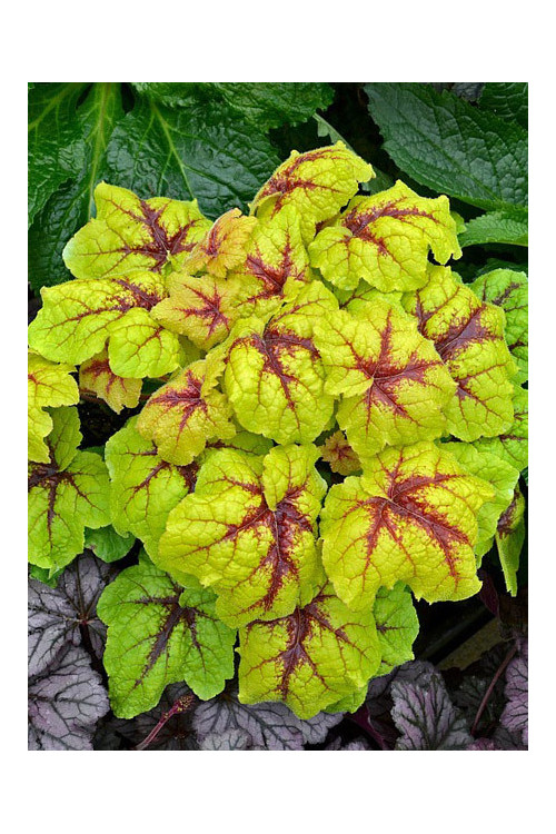 Żuraweczka (Żurawka) 'Catching Fire' | Heucherella