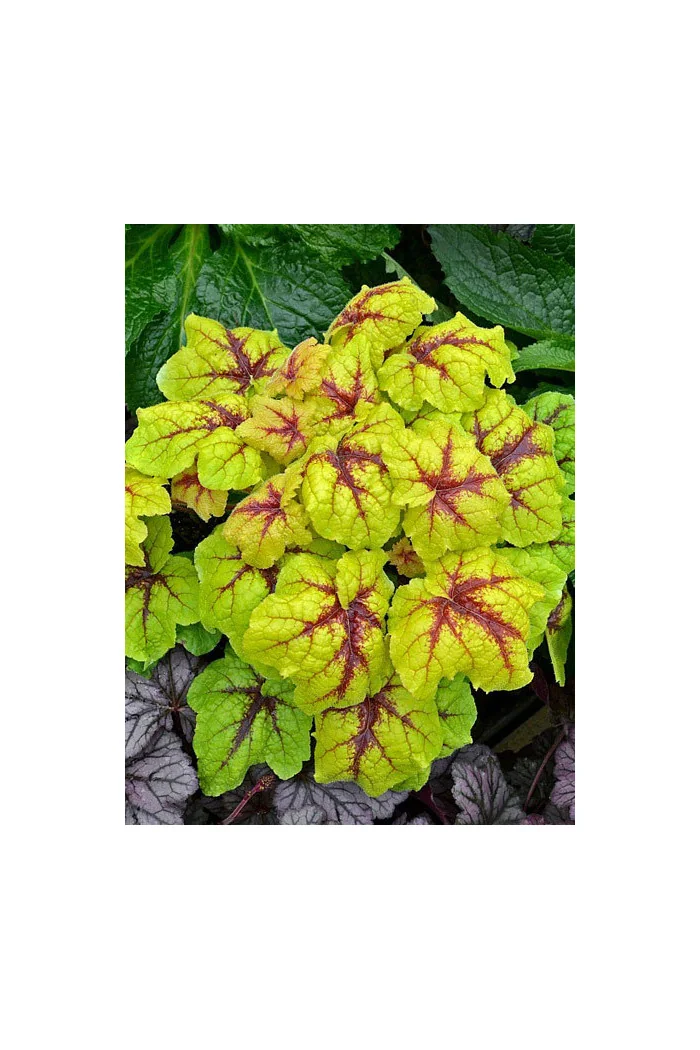 Żuraweczka (Żurawka) 'Catching Fire' | Heucherella