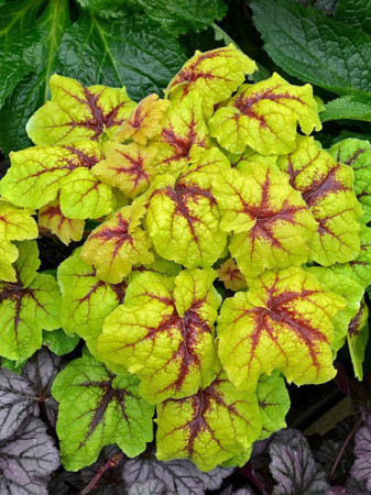 Żuraweczka (Żurawka) 'Catching Fire' | Heucherella